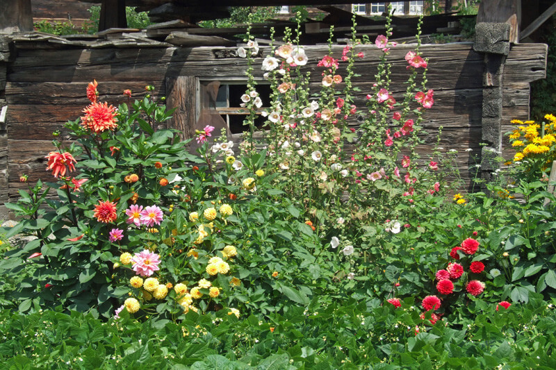 Kleurrijke bloementuin in het middeleeuwse dorp Ernen, Wallis