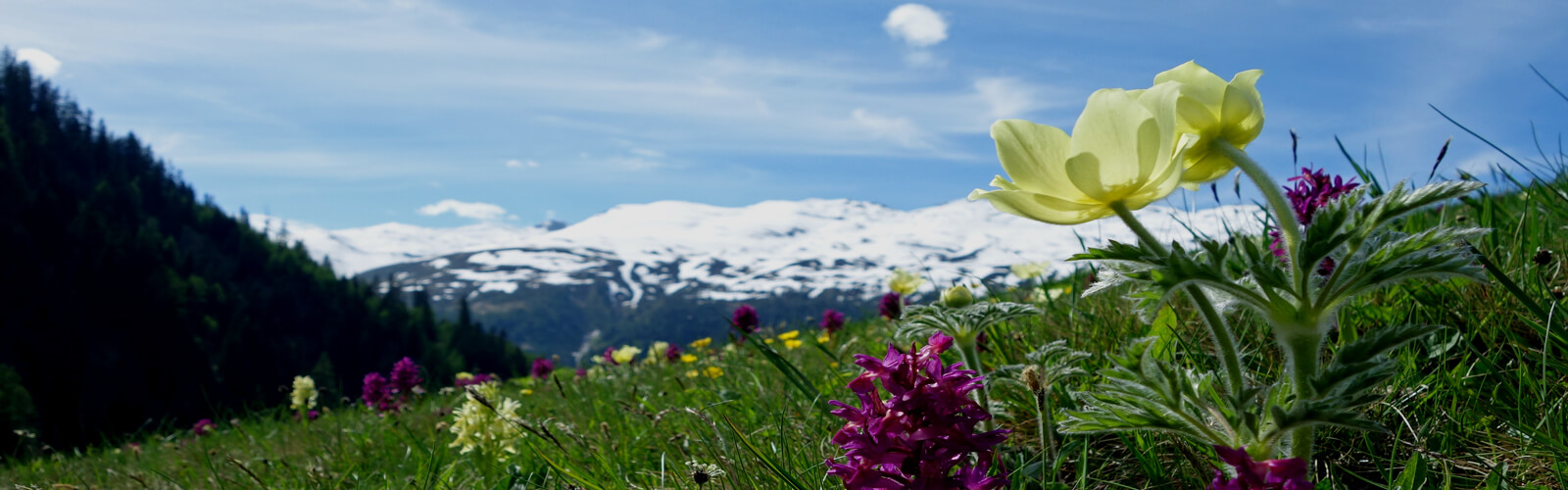 alpenflora