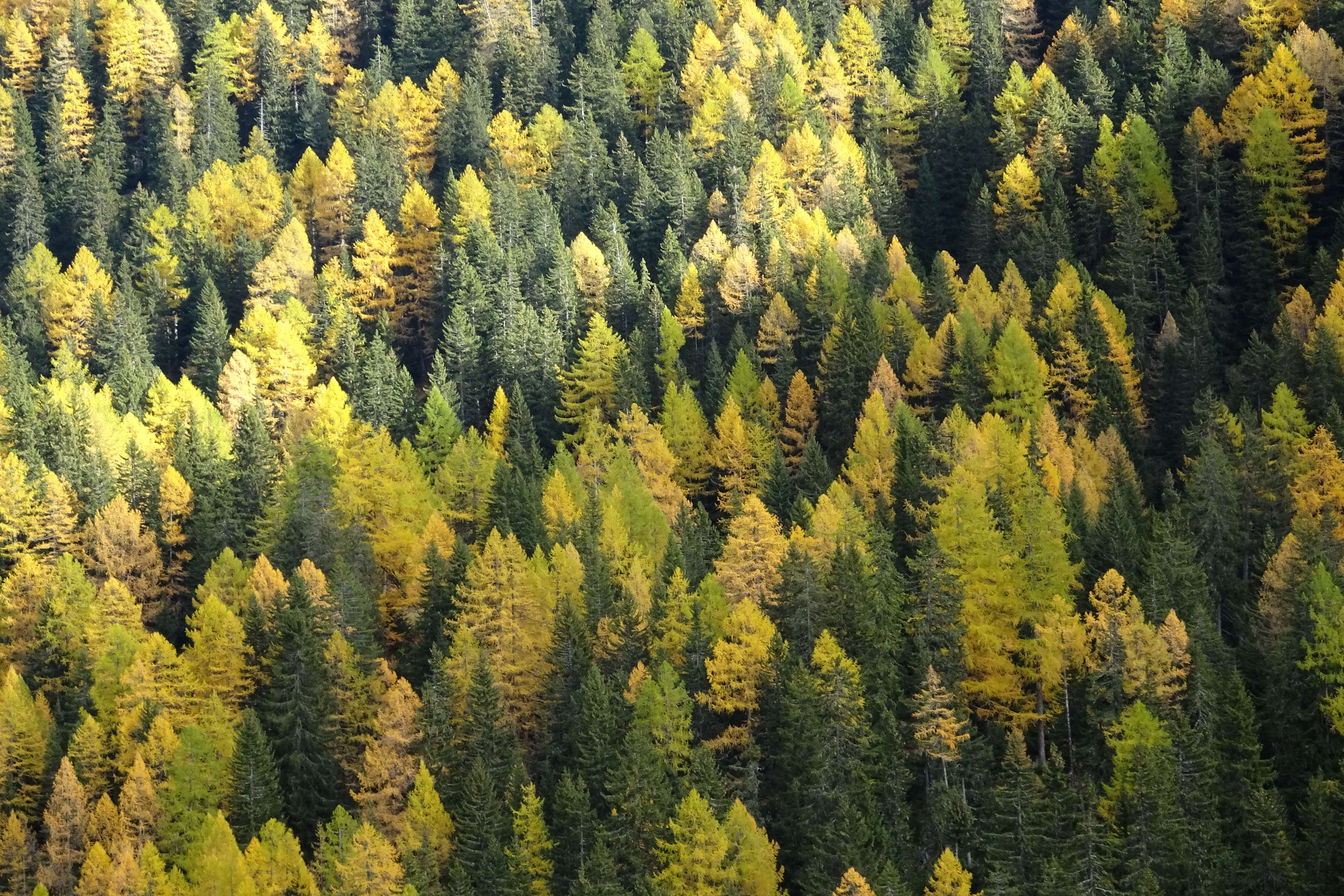 De herfst kleurt de bomen in Ober-Goms goud geel