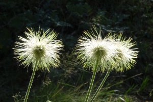 Alpenbloemen in tegenlicht, pluizige zaadpluimen van de alpenanemoon in de bergen van het Wallis