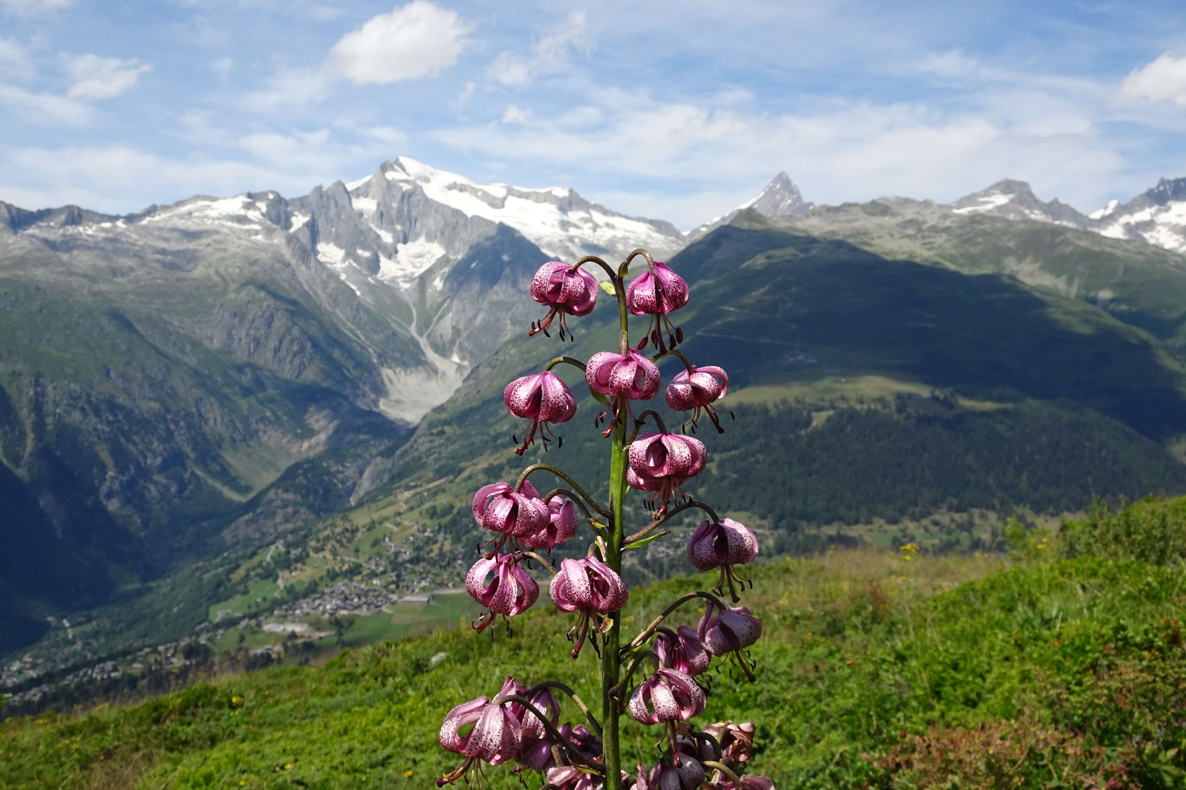 Opvallende bloeiende lelie in de Walliser Alpen