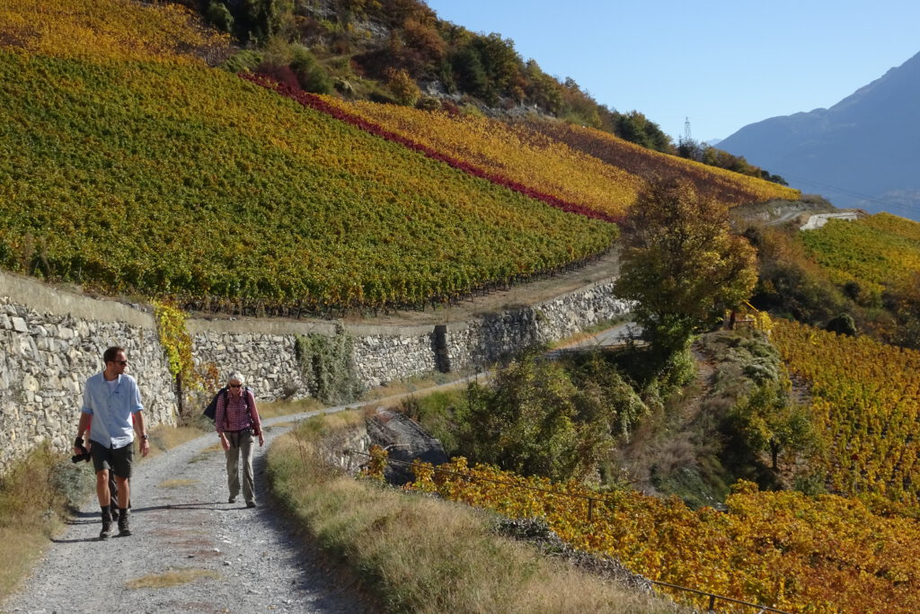 Walkers on a path through the autumn-coloured vineyards of Valais