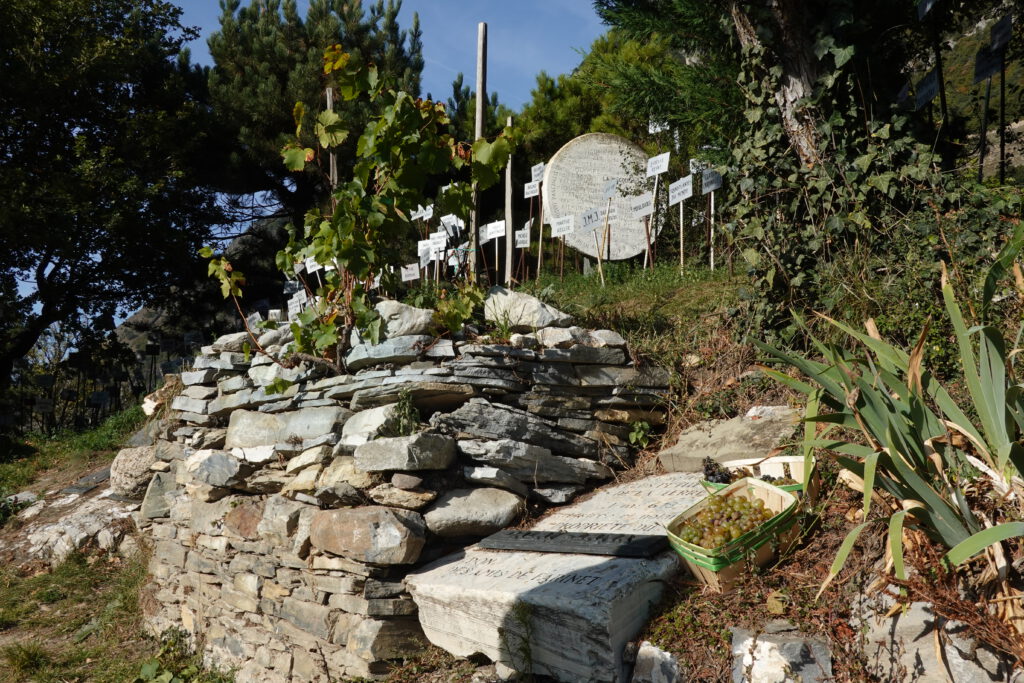 The smallest vineyard in the world in Saillon, three vines on 1.618 square metres